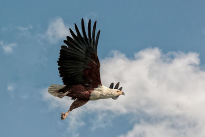Low angle view of eagle flying against sky