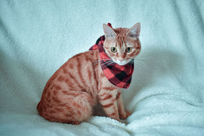 Portrait of cat on bed