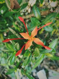 Close-up of flowers against blurred background