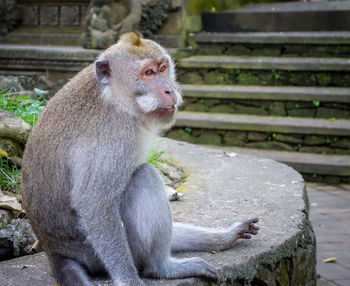 Monkey sitting