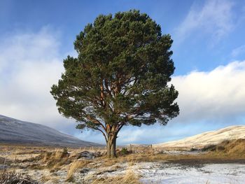 Tree on landscape against sky