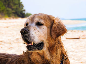 Close-up of dog on beach 