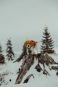 View of an animal on snow covered land