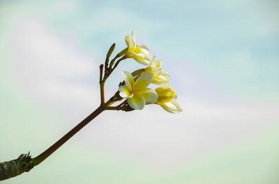 Close-up of white flowering plant