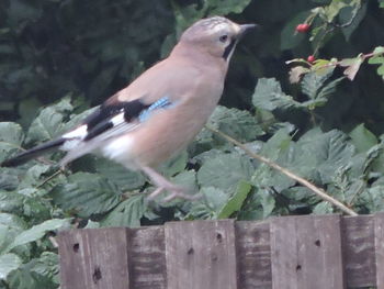 Close-up of bird perching on wood