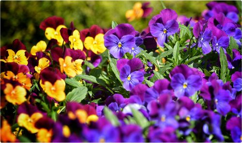 Close-up of purple flowers blooming in field