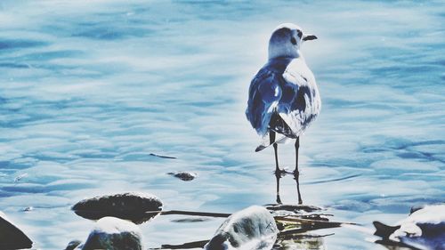 Close-up of bird perching on sea against sky