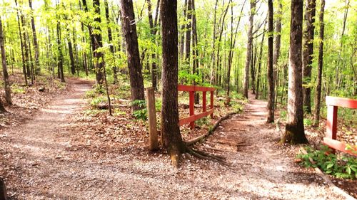 Pathway along trees in forest