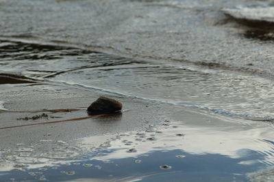 Close-up of crab on beach