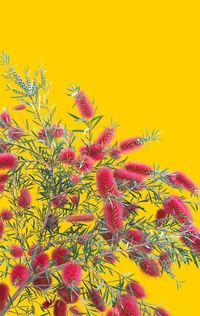 Close-up of yellow flowering plant