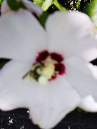 Close-up of white hibiscus blooming outdoors