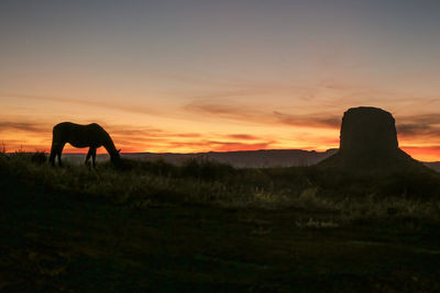 Horse grazing in a field