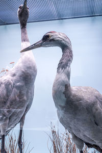 Close-up of stuffed birds in museum