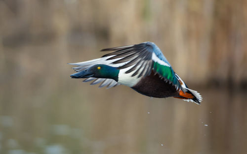 Close-up of a bird flying