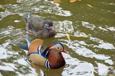 Duck swimming on lake