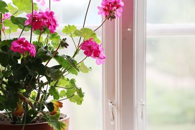 Close-up of pink flower pot on window