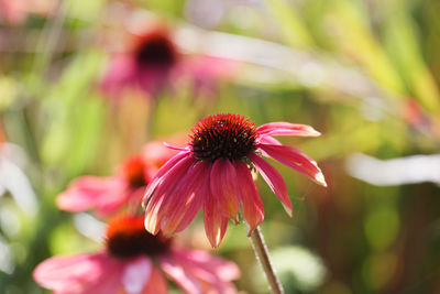 Close-up of pink flower