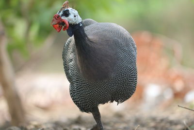 Close-up of bird perching on a field