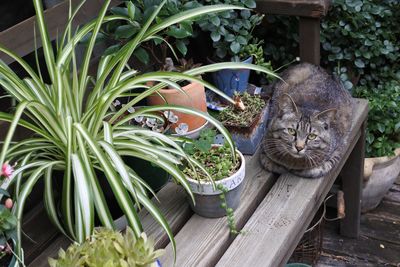 Portrait of cat on plant