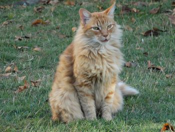 Cat sitting on field