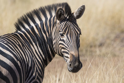 View of a zebra