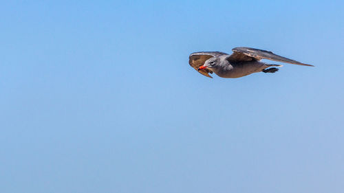 Scenic view of seagull flying mid air