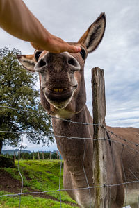 Close-up of a horse on field