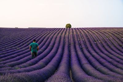 Full length of man on purple flower field against clear sky