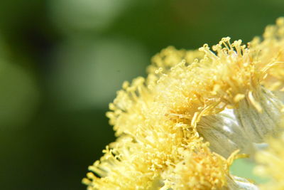 Close-up of yellow flowering plant