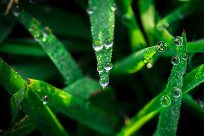Full frame shot of grass with drops