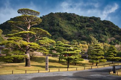 Trees by road against sky