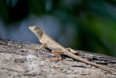 Close-up of lizard