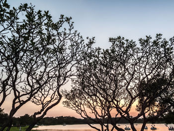 Low angle view of silhouette trees against sky during sunset