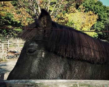 Close-up of horse in zoo