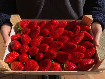 Woman holding a tray of fresh, juicy strawberries. high angle view, mid section