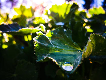 Close-up of water drops on leaves