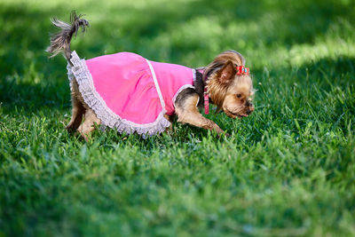 Dog on field