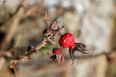 Close-up of red berries on tree