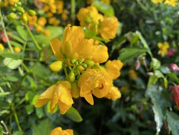 Close-up of wet yellow flowering plants
