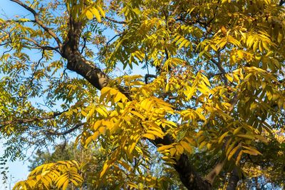 Low angle view of yellow leaves against sky