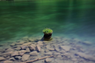 Plant in water