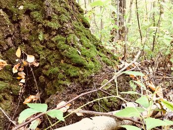 Close-up of moss growing on tree trunk