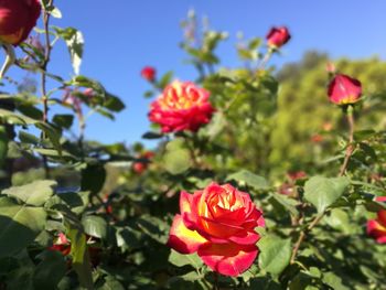 Close-up of flowers blooming against sky