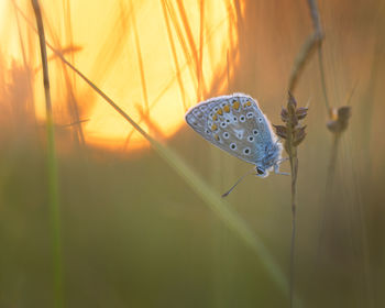 Close-up of butterfly on plant during sunset
