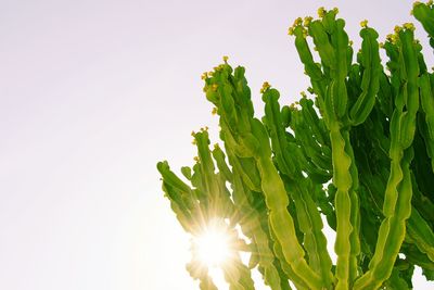 Close-up of leaves