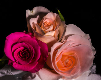 Close-up of pink rose