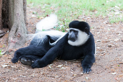 Close-up of monkey sitting on field