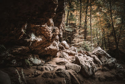 View of rock formation in forest