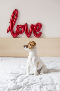 Dog sitting on bed against wall at home