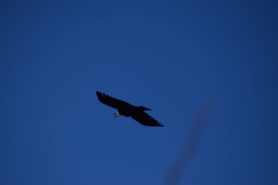 Low angle view of bird flying against clear blue sky